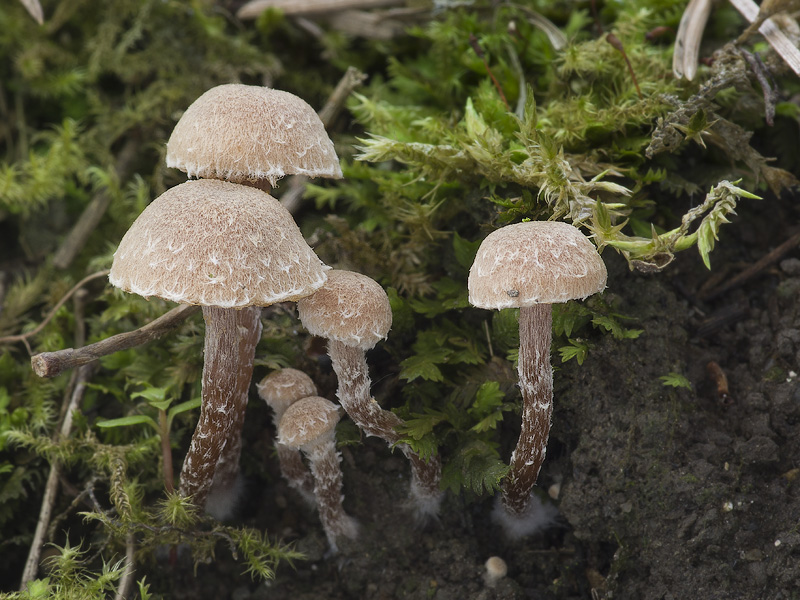 Tubaria conspersa